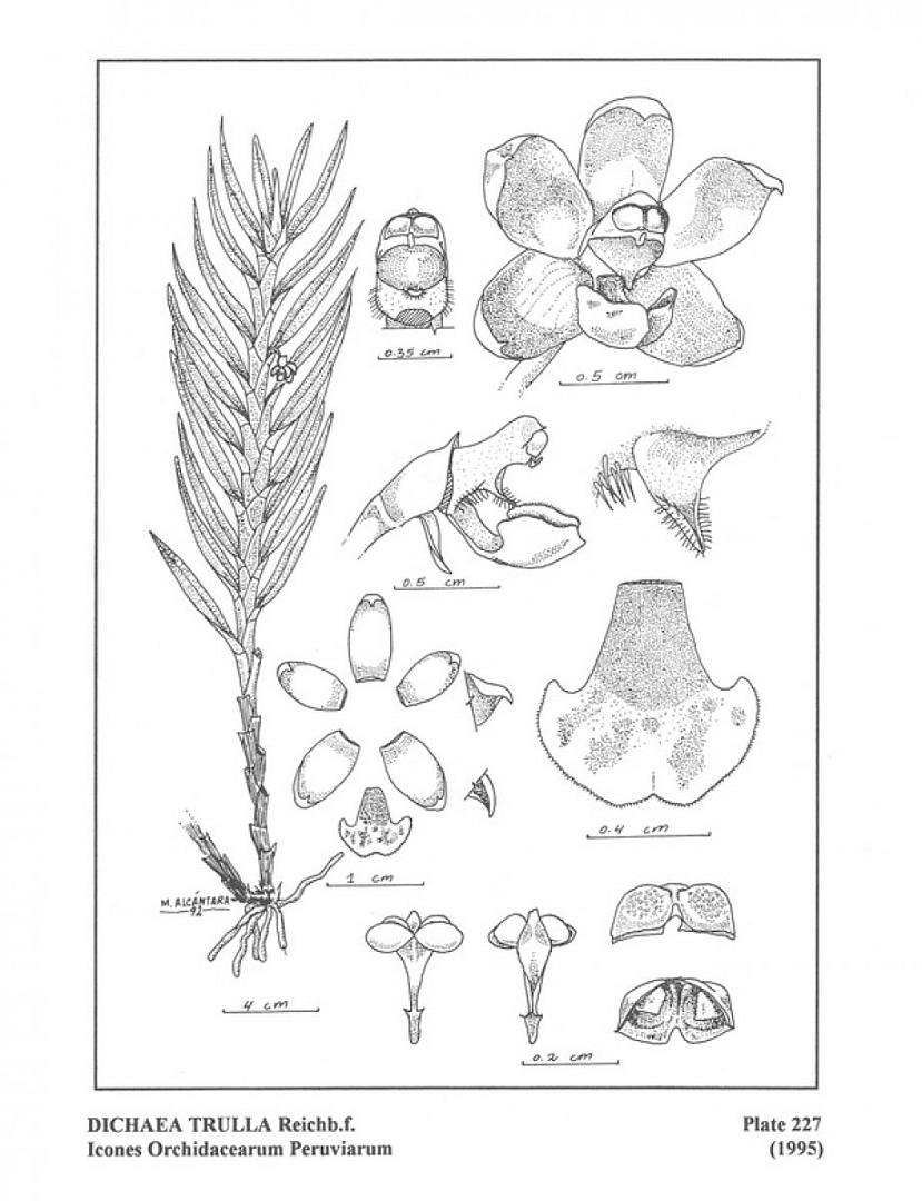 no HD illustration available (3)