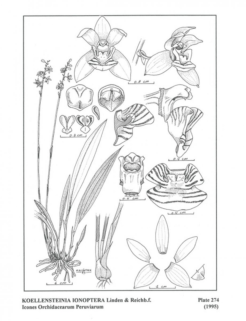 no HD illustration available (3)