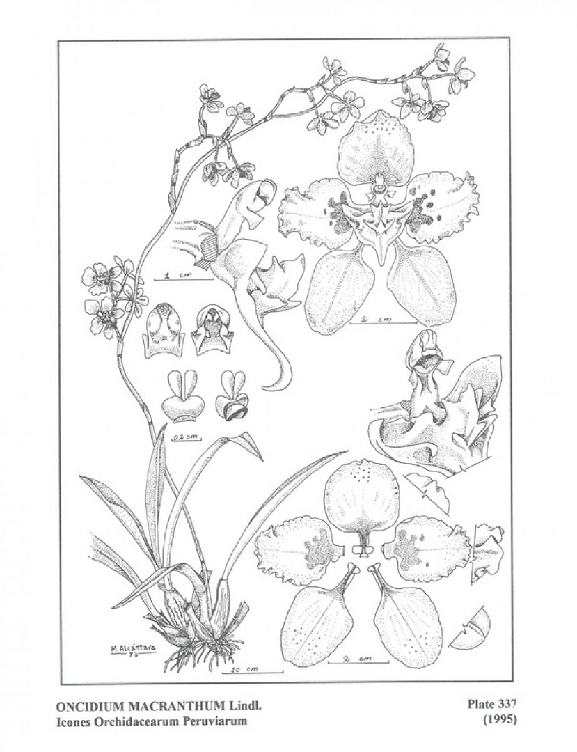 no HD illustration available (3)