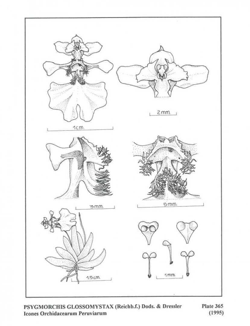 no HD illustration available (3)