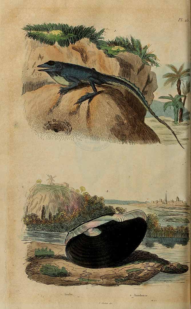 no HD illustration available (3)