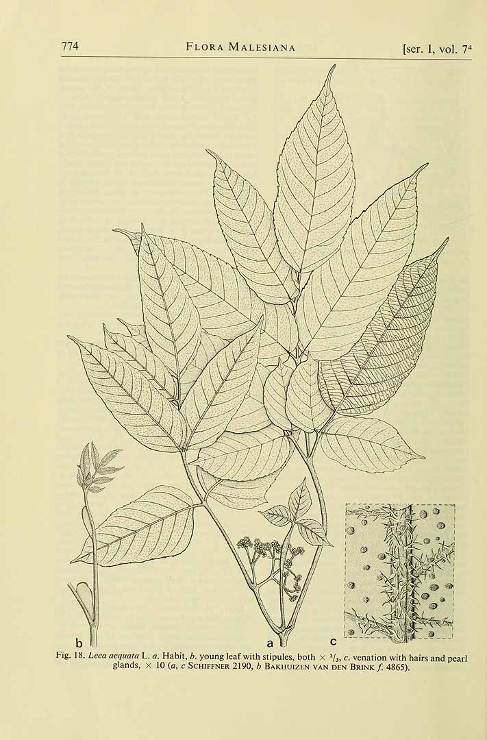 no HD illustration available (3)