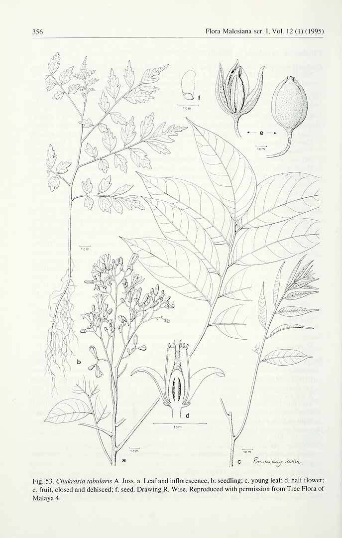 no HD illustration available (3)