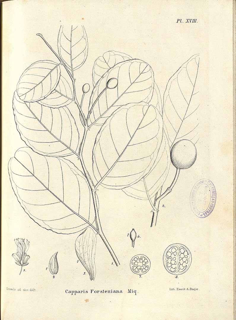 no HD illustration available (3)