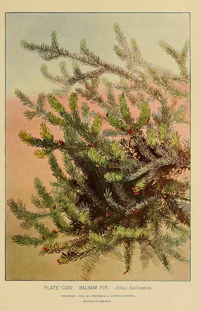 no HD illustration available (3)