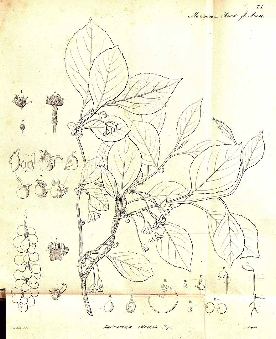 no HD illustration available (3)