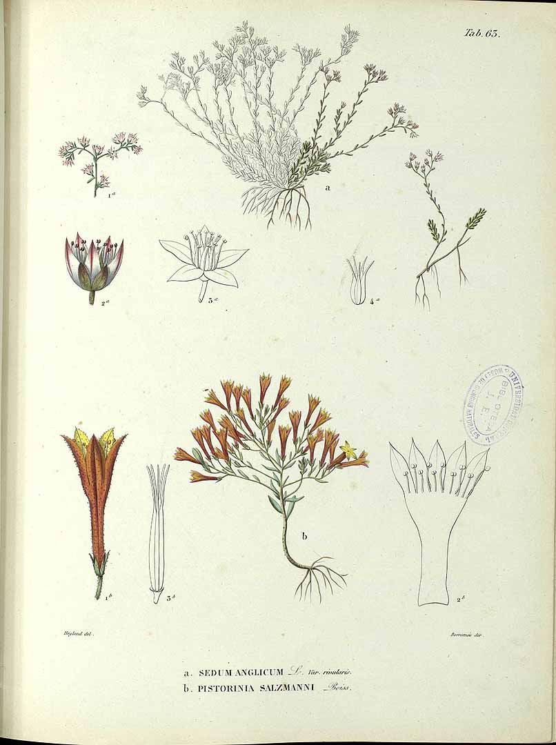 no HD illustration available (3)
