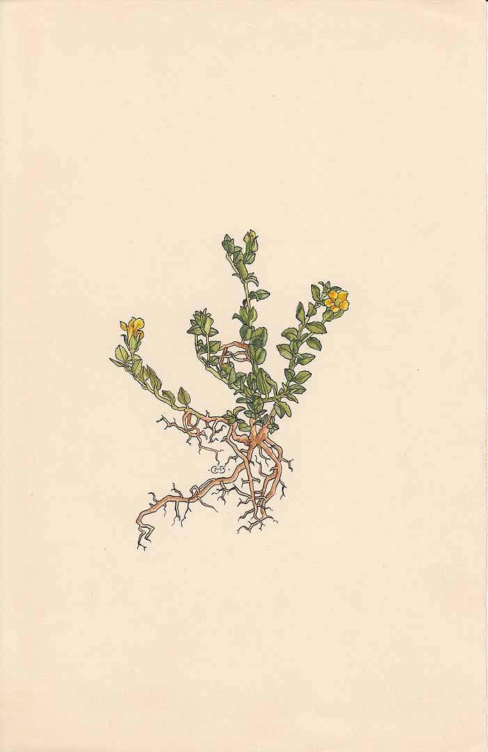 no HD illustration available (m1)