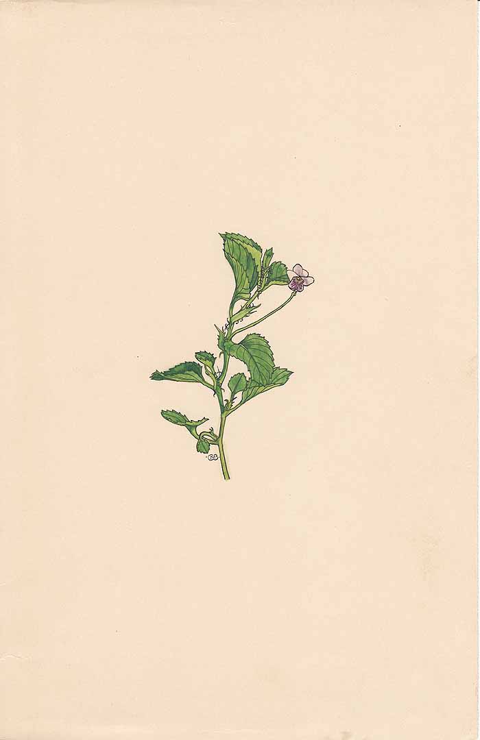 no HD illustration available (m1)