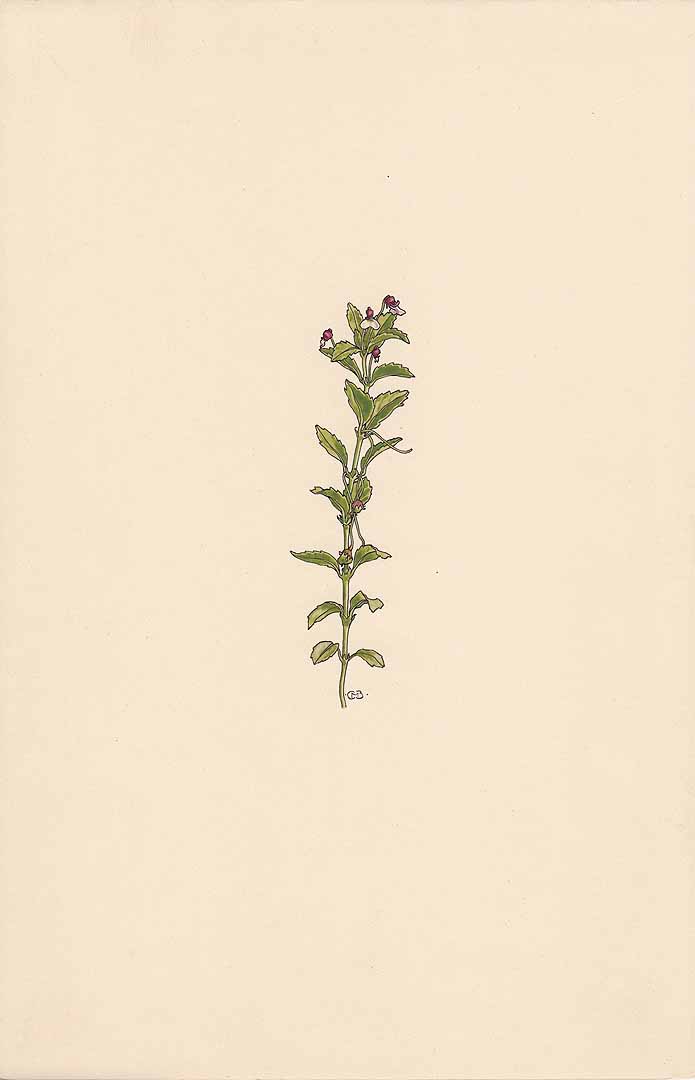 no HD illustration available (3)