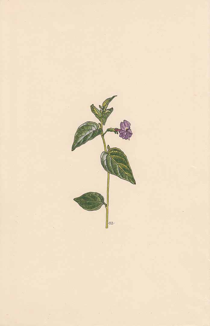 no HD illustration available (3)