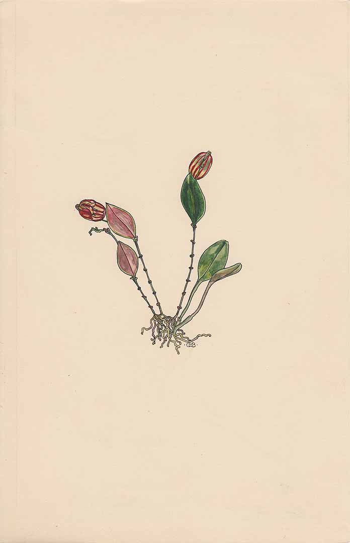 no HD illustration available (3)
