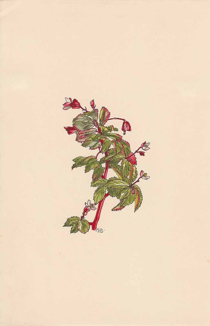 no HD illustration available (3)
