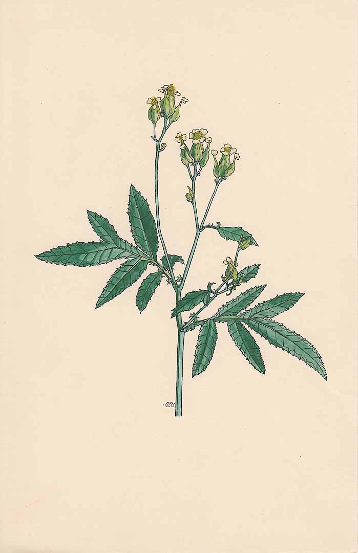 no HD illustration available (m1)