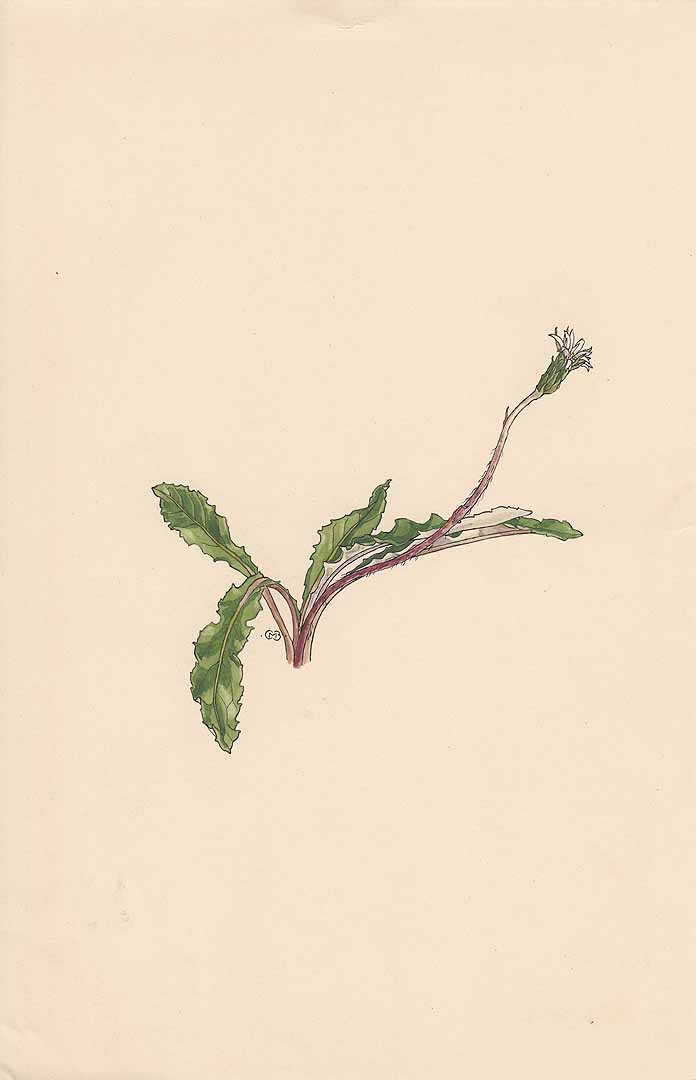 no HD illustration available (m1)