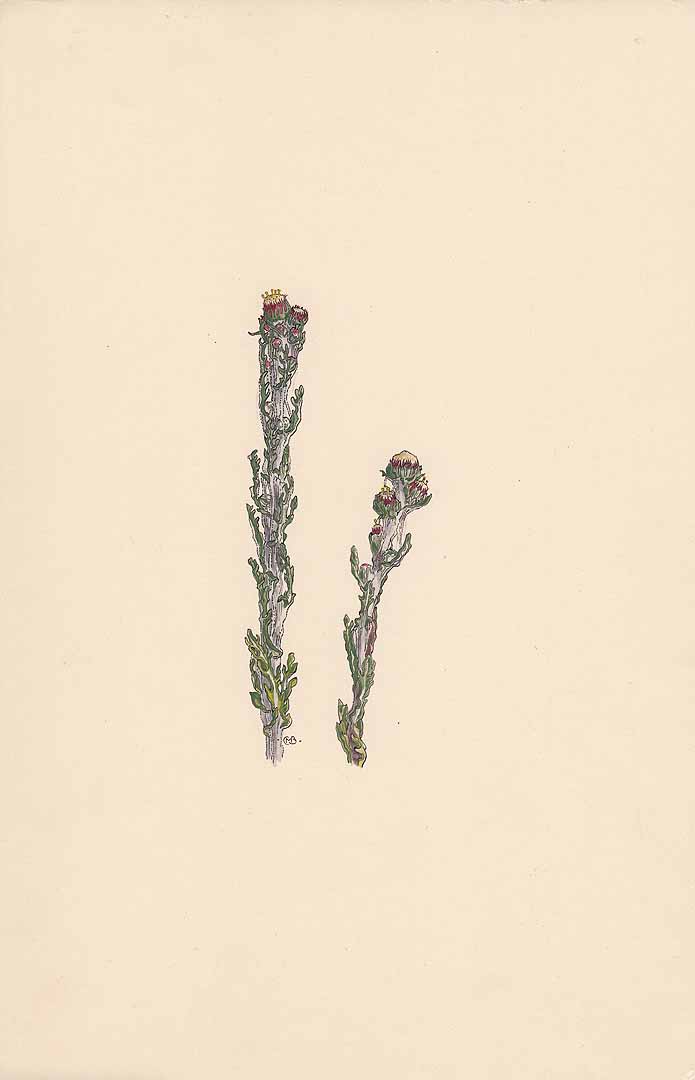 no HD illustration available (3)