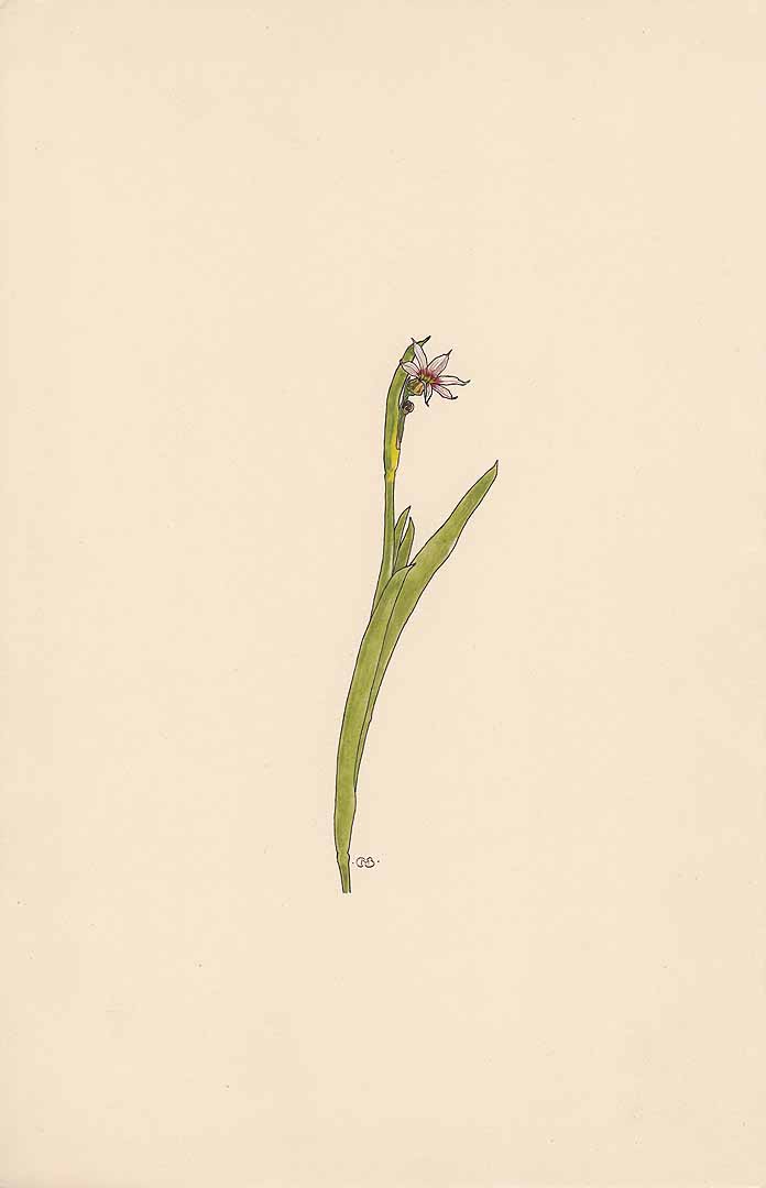 no HD illustration available (m1)
