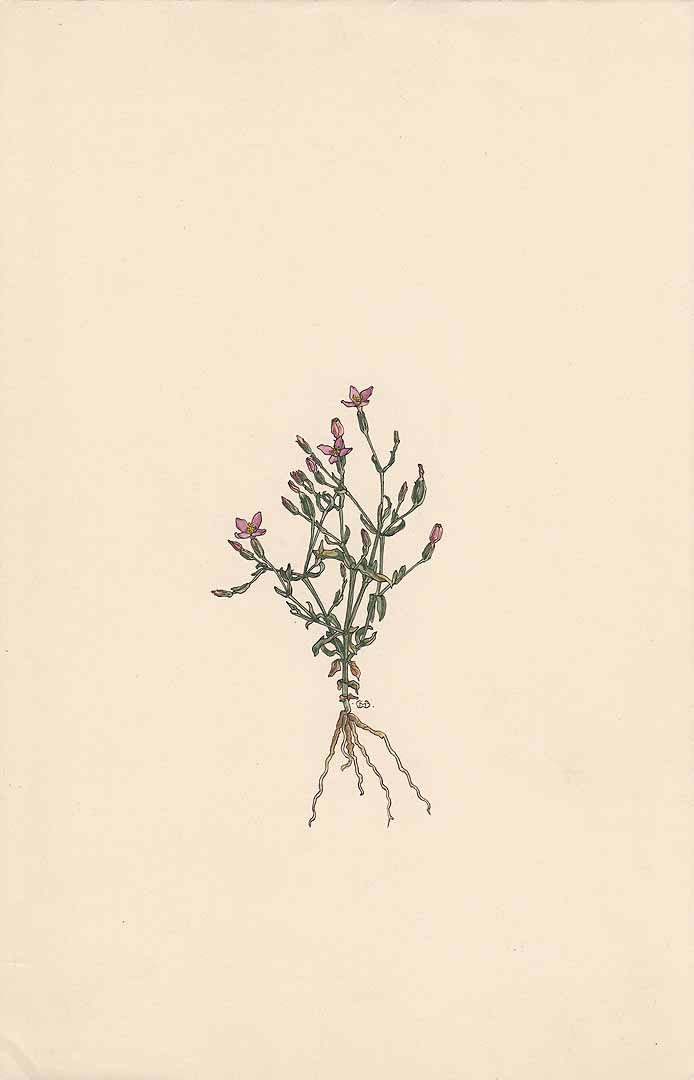no HD illustration available (3)