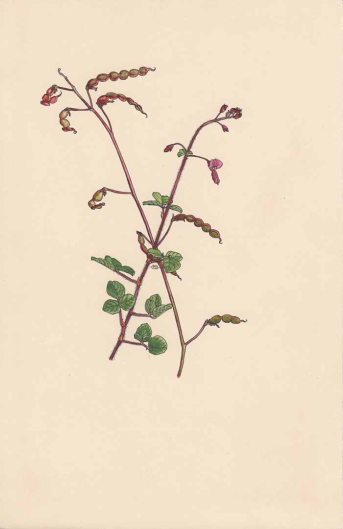 no HD illustration available (3)