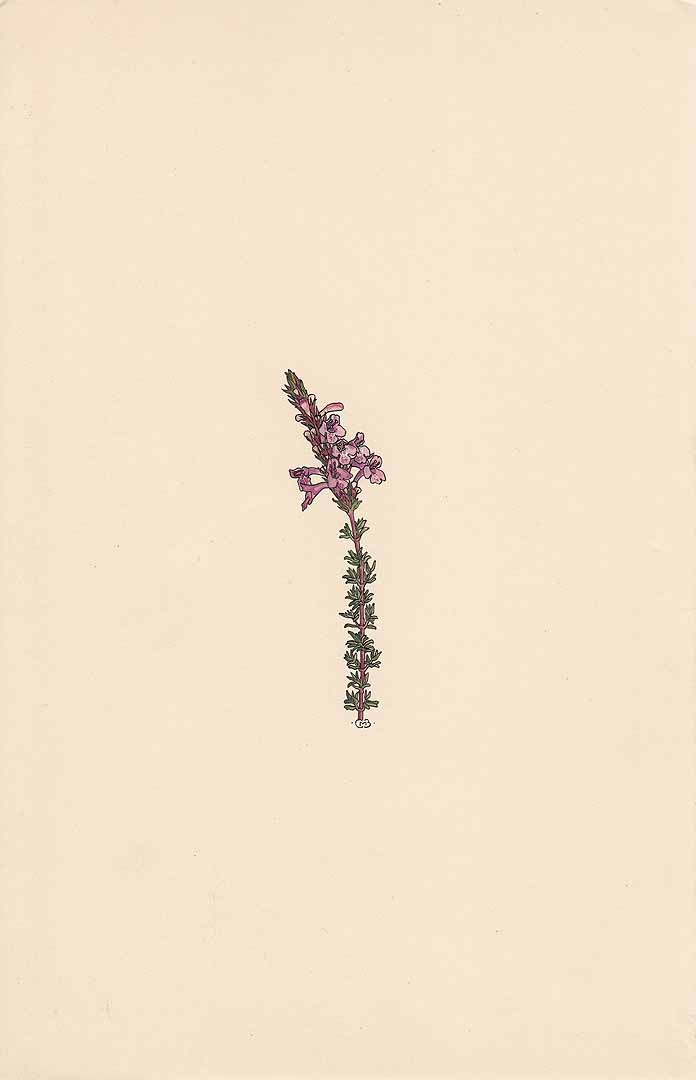 no HD illustration available (3)