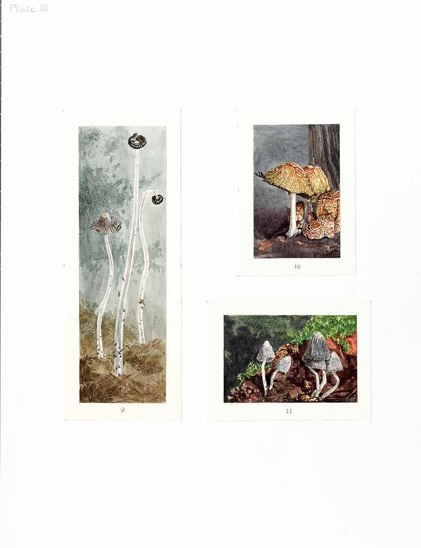 no HD illustration available (m1)