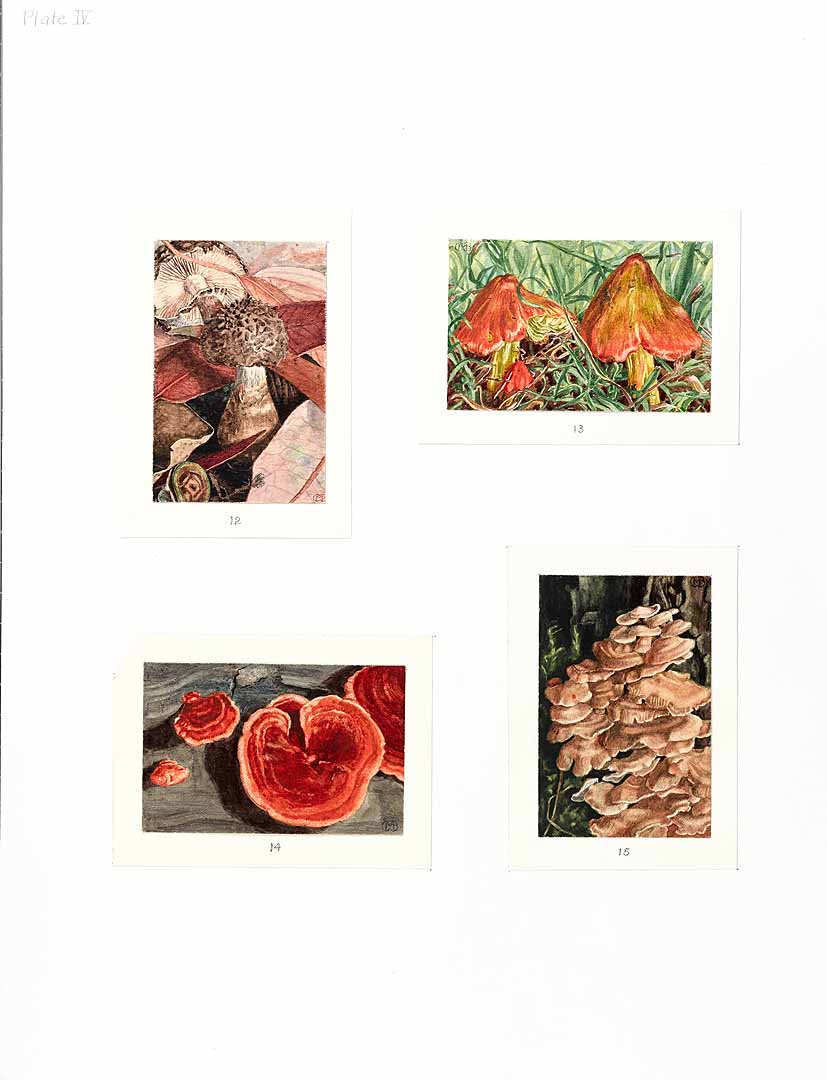 no HD illustration available (m1)