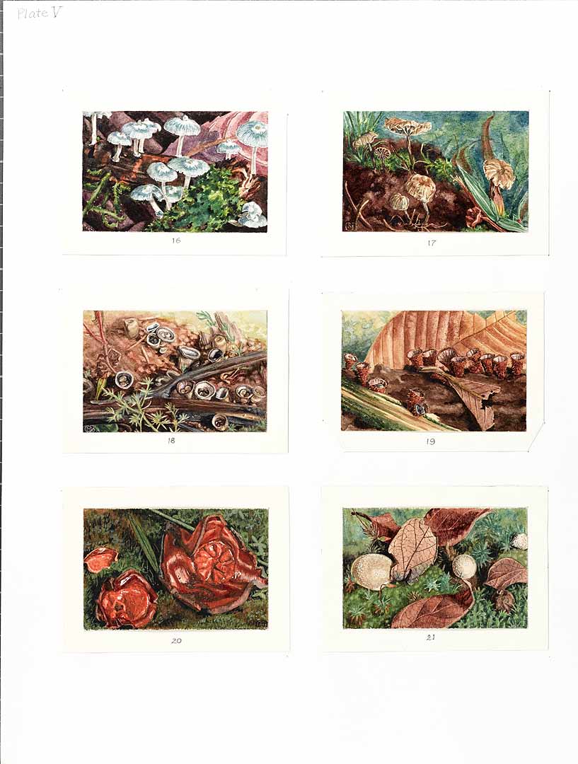 no HD illustration available (m1)