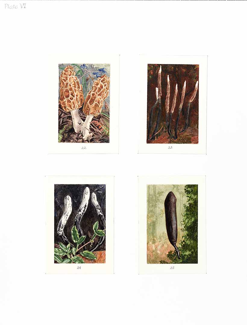 no HD illustration available (3)