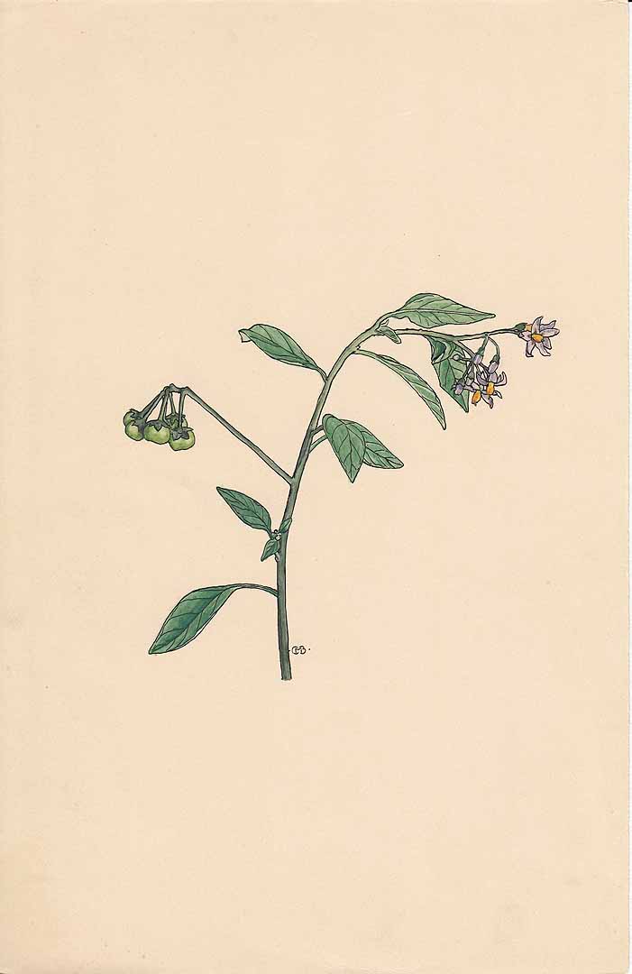 no HD illustration available (m1)