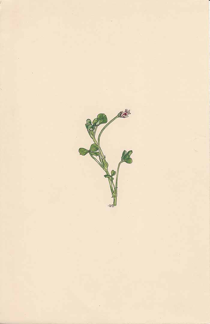 no HD illustration available (3)