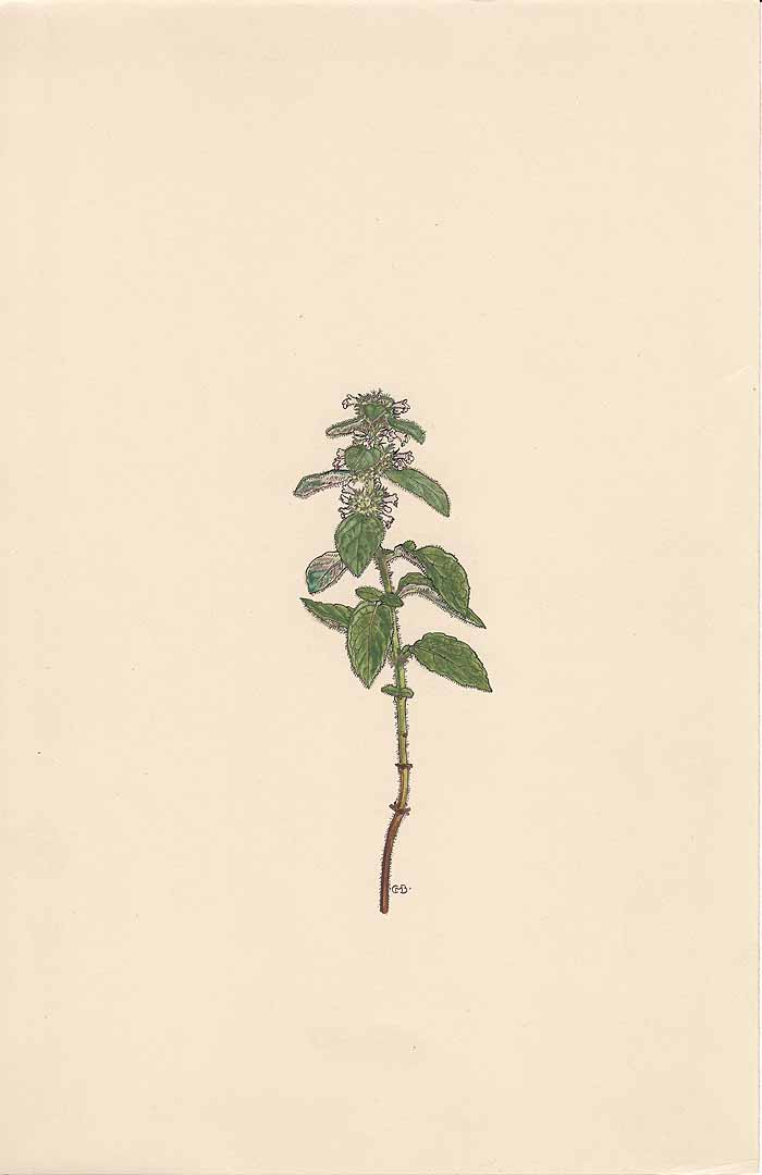 no HD illustration available (3)