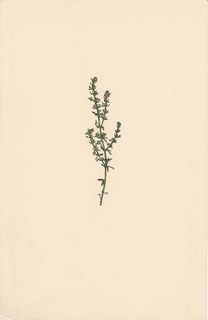 no HD illustration available (3)