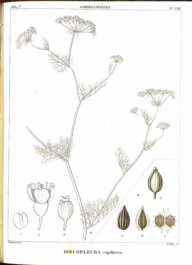 no HD illustration available (3)