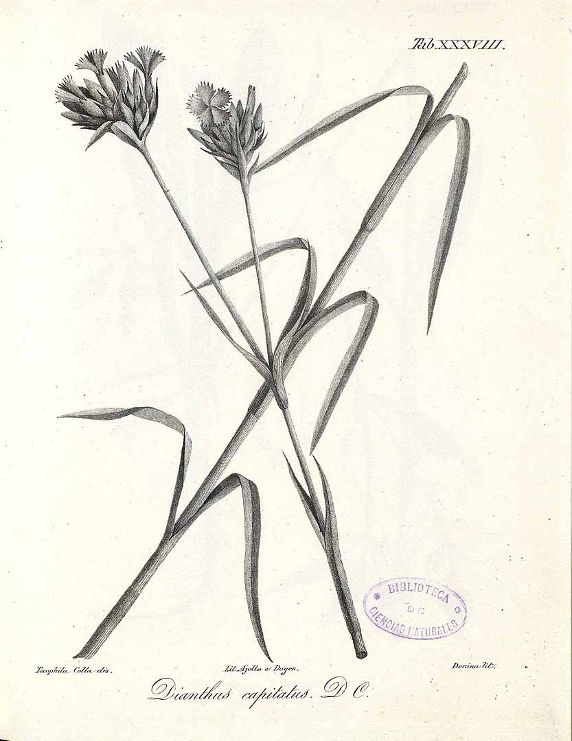 no HD illustration available (3)