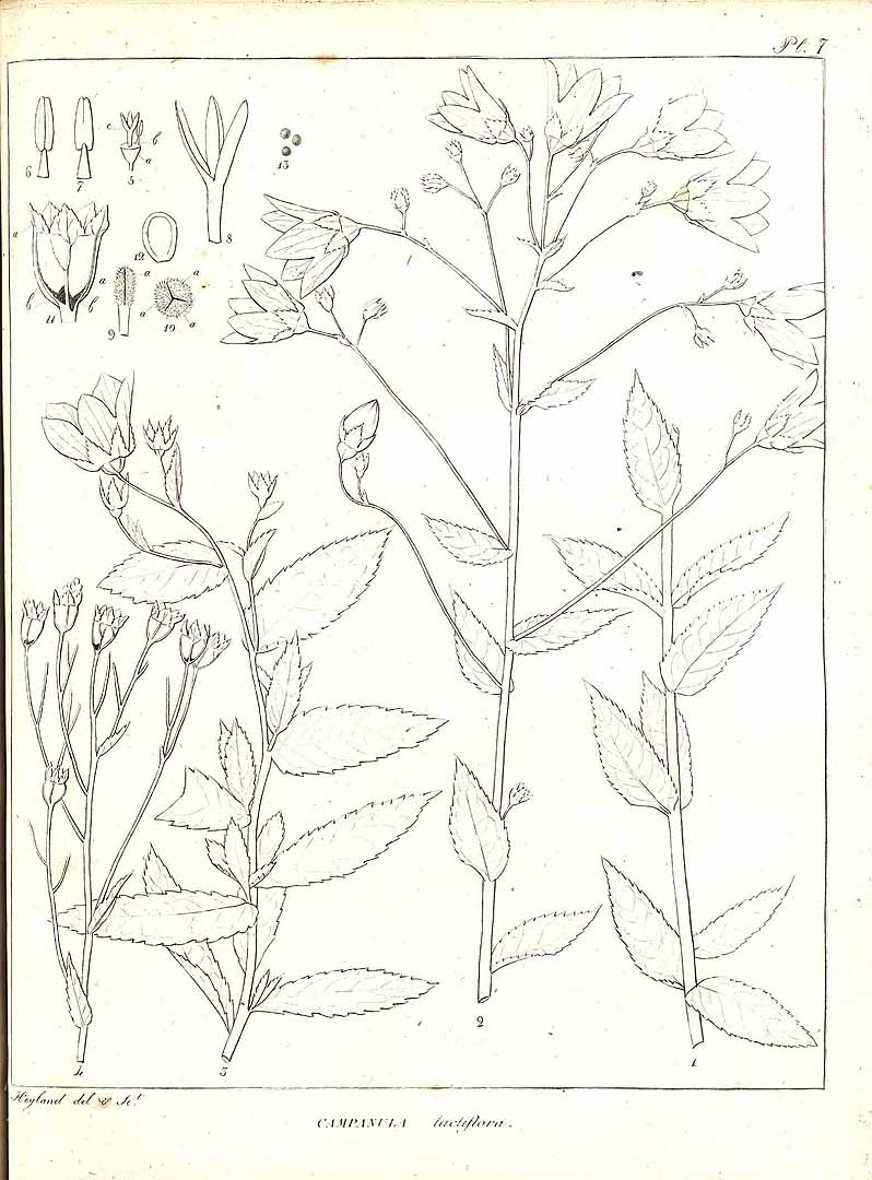 no HD illustration available (3)