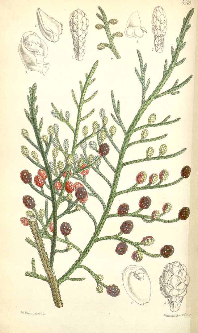 no HD illustration available (3)