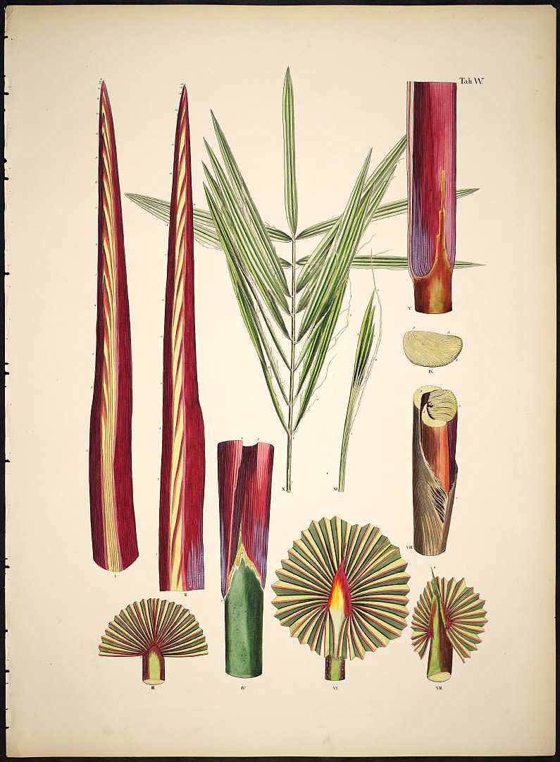 no HD illustration available (3)