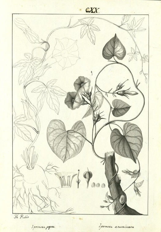 no HD illustration available (3)