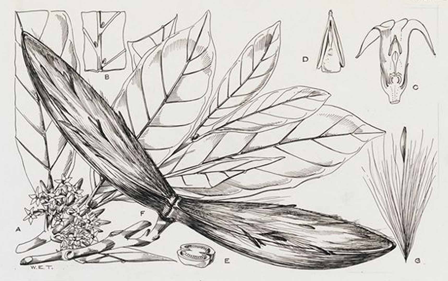 no HD illustration available (3)