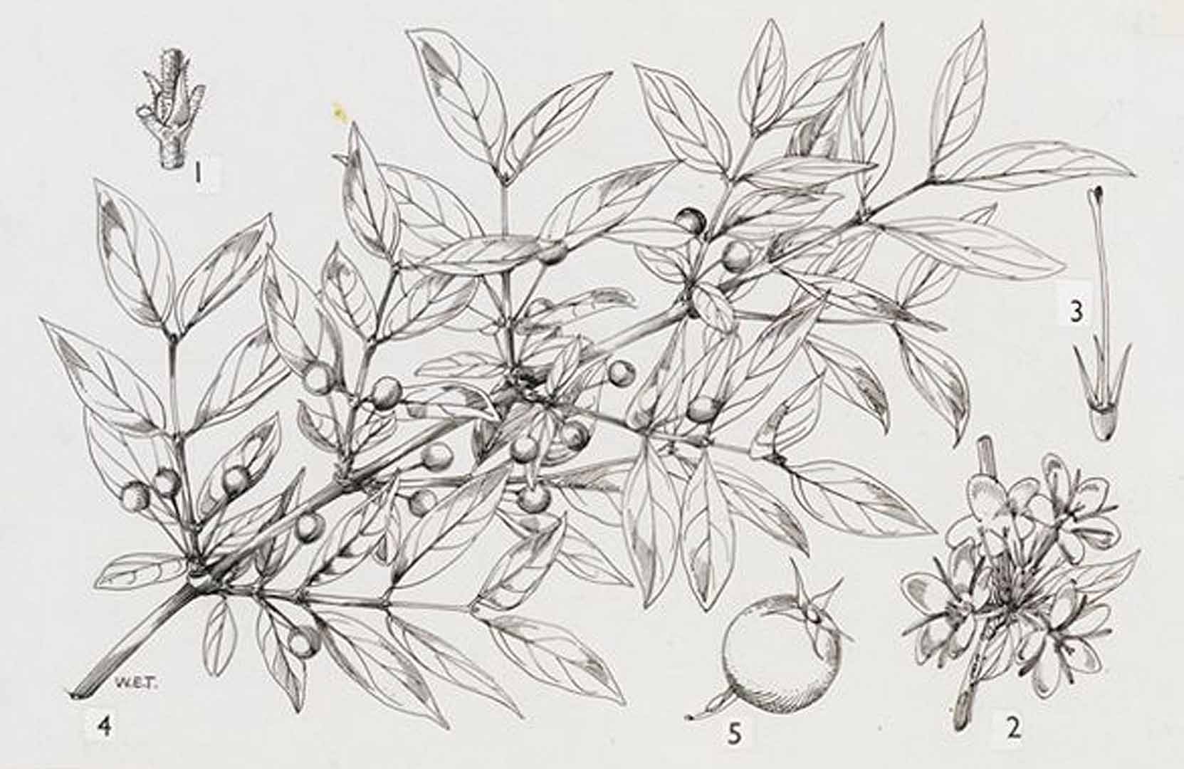 no HD illustration available (3)