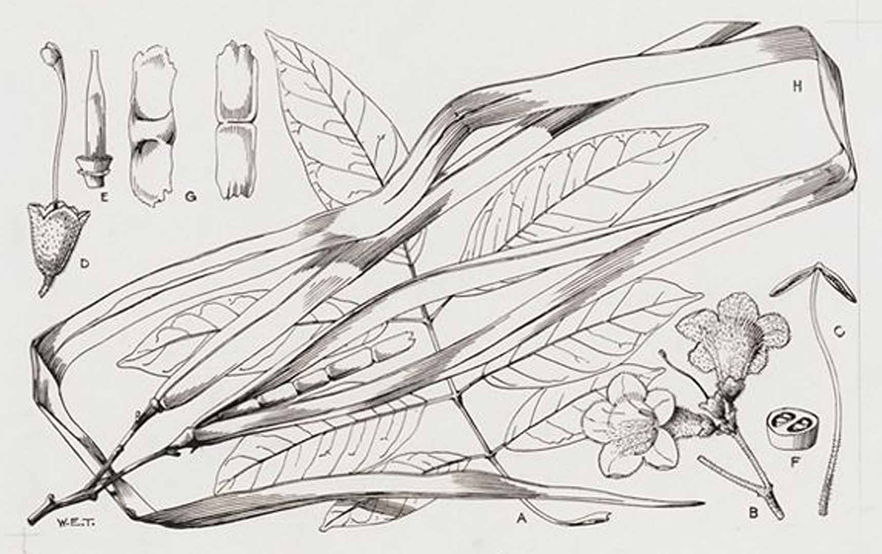 no HD illustration available (3)