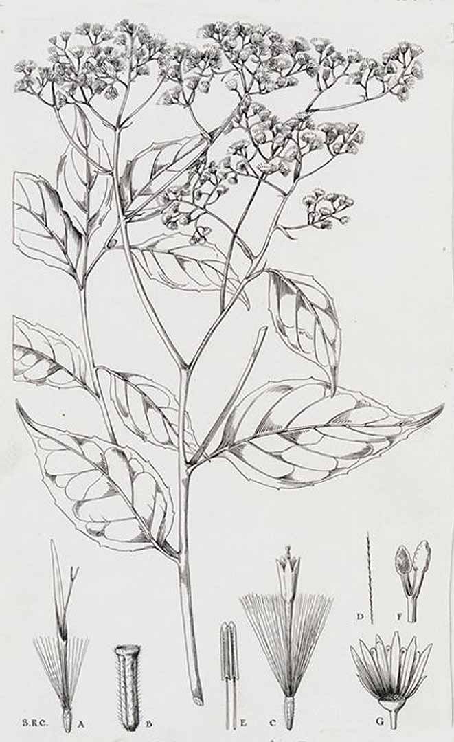 no HD illustration available (3)