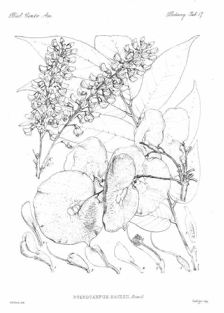 no HD illustration available (3)