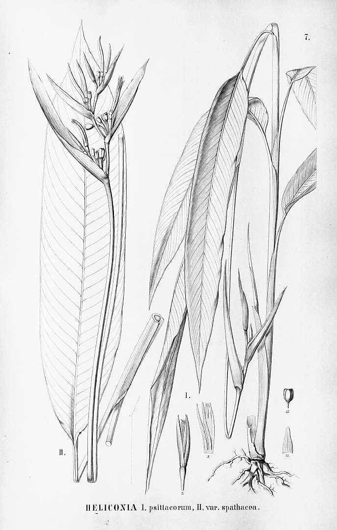 no HD illustration available (3)