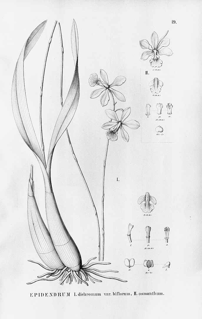 no HD illustration available (3)