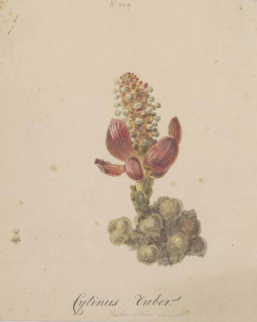 no HD illustration available (3)