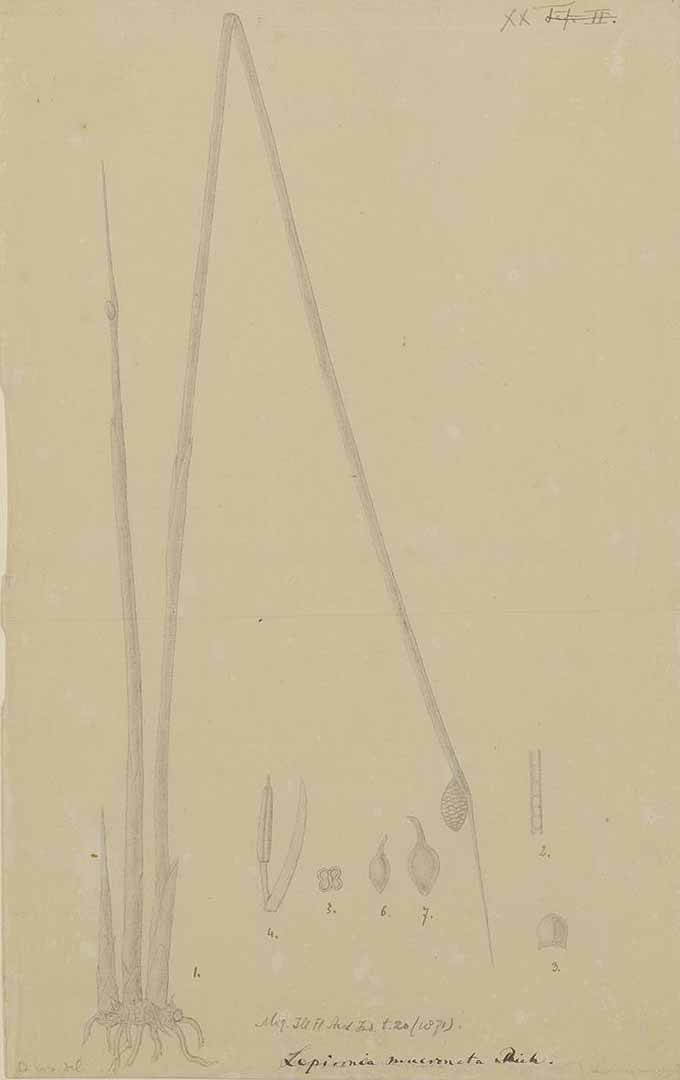 no HD illustration available (3)