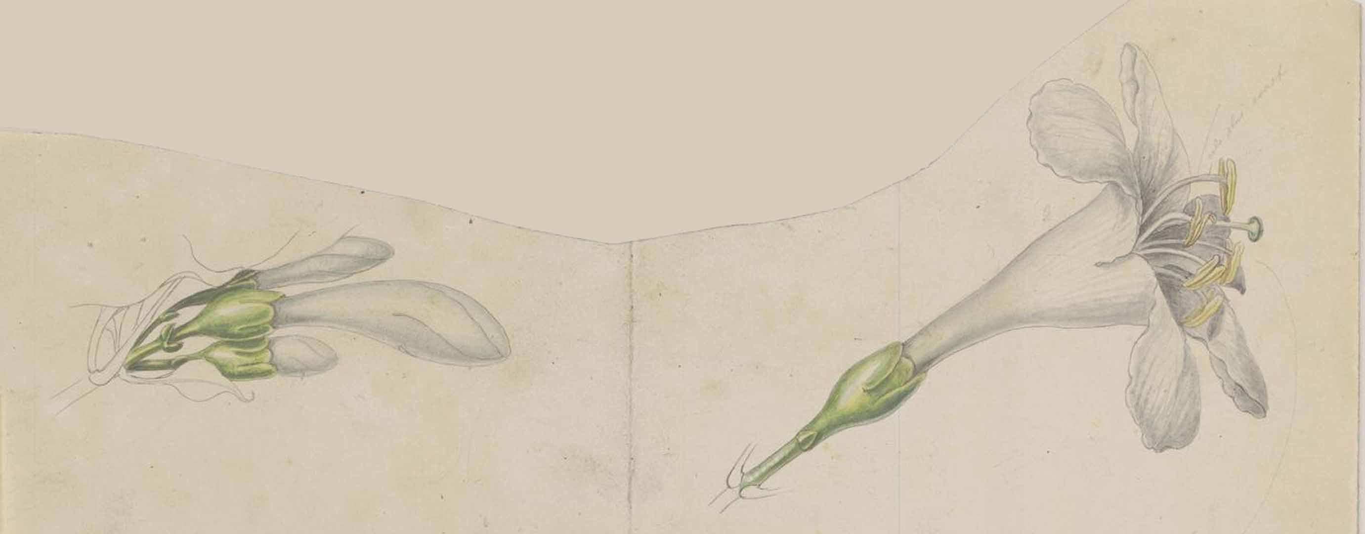 no HD illustration available (3)