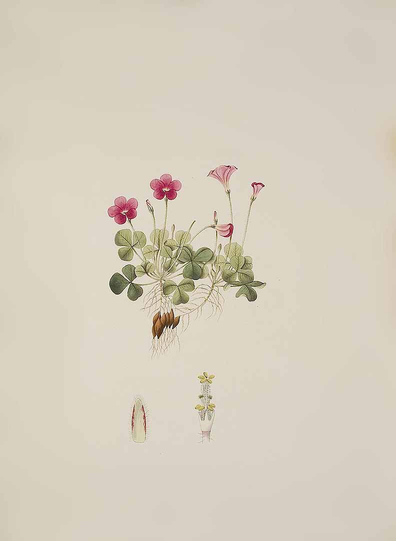 no HD illustration available (3)