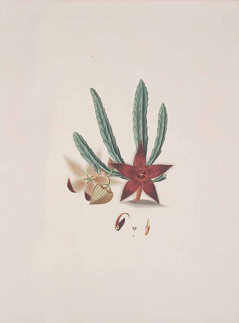 no HD illustration available (3)